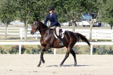 Blackjack Lane Equestrian Hunter Jumper Equitation Dressage; Lessons, Training, Boarding, Leasing;
