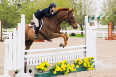 Blackjack Lane Equestrian Hunter Jumper Equitation; Boomer