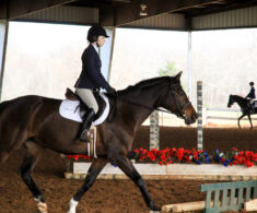 IEA- Open Equitation Flat