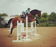 Schooling Batman - 6 yo warmblood gelding