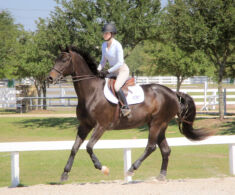 Schooling Elle - Jumper Mare