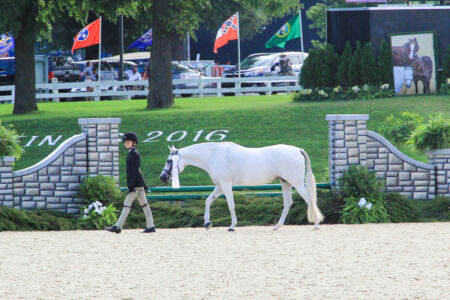 2016 Pony Finals - 4th place Model