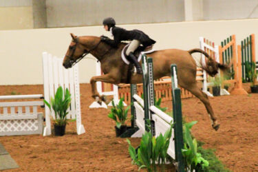 Blackjack Lane Equestrian Hunter Jumper Equitation; Capone
