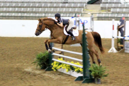 Blackjack Lane Equestrian Hunter Jumper Equitation; Capone