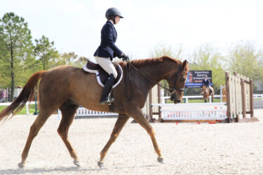 Blackjack Lane Equestrian Hunter Jumper Equitation; Boomer