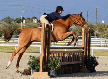 Blackjack Lane Equestrian Hunter Jumper Equitation; Capone