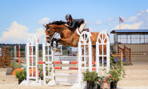 Batman, scottish warmblood jumper for sale